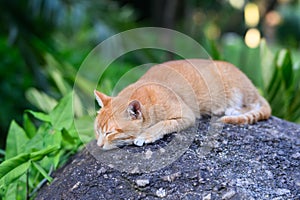 Cat lying on the ground